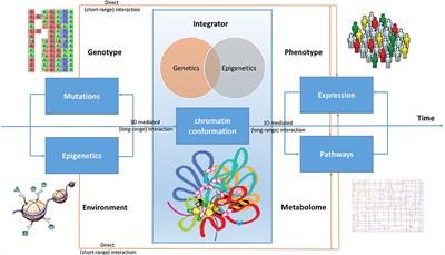 The Genome Conformation As an Integrator of Multi-Omic Data: The Example of Damage Spreading in Cancer